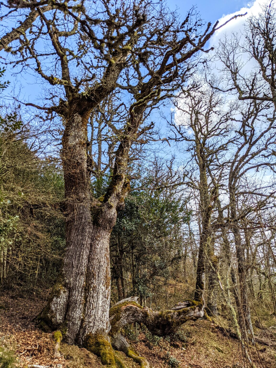 Roble Milenario Igüeña
