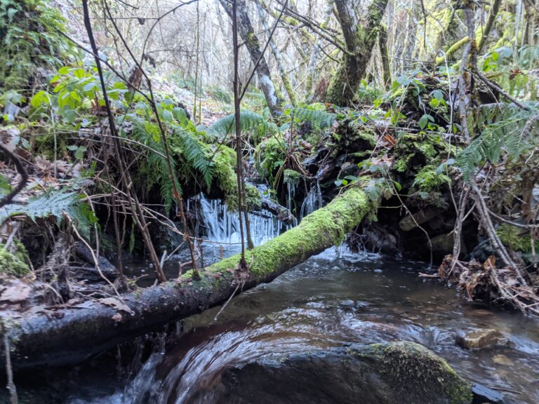 Sendero hacia la caseta